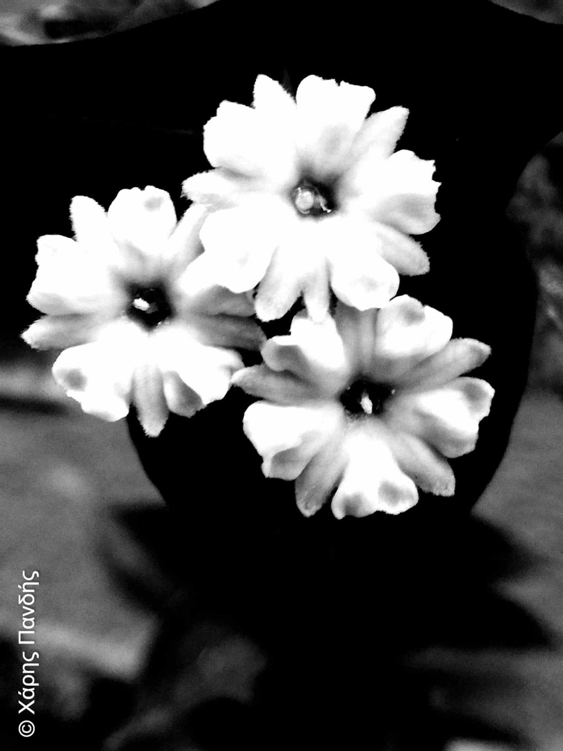 Το thumbnail του άρθρου με τίτλο Άσπρο Λουλούδι Κρατώ&nbsp;
